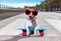 Skater dog on skateboard Royalty Free Stock Photo