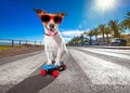 Skater dog on skateboard Royalty Free Stock Photo