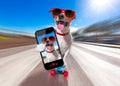 Skater dog on skateboard Royalty Free Stock Photo