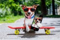 Skater dog on skateboard Royalty Free Stock Photo