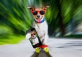 Skater dog on skateboard Royalty Free Stock Photo