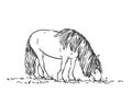 Skech of grazing horse with long mane