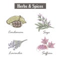 Skech spice and herbs. Set. Royalty Free Stock Photo