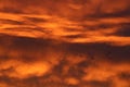 Skein of geese in sky with firey clouds at sunset