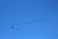 Skein of pink-footed geese in flight blue sky