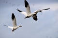 A Skein of White Morph Snow Goose  in the SKY Royalty Free Stock Photo