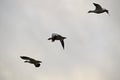 A Skein of White Morph Snow Goose  in the SKY Royalty Free Stock Photo