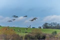 A skein of wild geese over the waters of Summer Leys nature reserve near Wellingborough UK Royalty Free Stock Photo