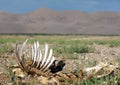 Skelet on desert - mongolia