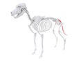 Skeletal anatomy - caudal vertebrae Royalty Free Stock Photo