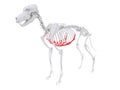 Skeletal anatomy - costal cartilage Royalty Free Stock Photo