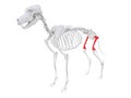 Skeletal anatomy - femur Royalty Free Stock Photo