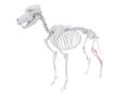 Skeletal anatomy - fibula Royalty Free Stock Photo