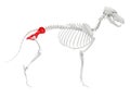 Skeletal anatomy - hip Royalty Free Stock Photo