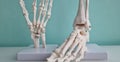 Skeletal anatomy of human bones on hand and foot