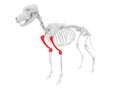 Skeletal anatomy - humerus