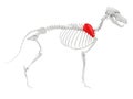 Skeletal anatomy - scapula