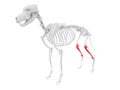 Skeletal anatomy - tibia Royalty Free Stock Photo