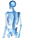 The skeletal back