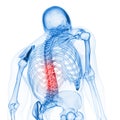 The skeletal back