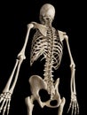 The skeletal back