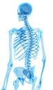 The skeletal back