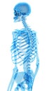 The skeletal back