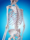 The skeletal back