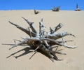 Skeletal carcase of dead tree