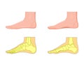 Skeletal and external view of an ankle