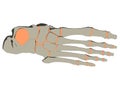Skeletal foot