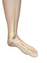 Skeletal foot anatomy