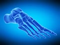 The skeletal foot