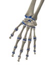 Skeletal hand