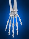 Skeletal hand