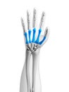 Skeletal hand