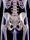 The skeletal hip Royalty Free Stock Photo