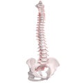 Human Spine Anatomy. Skeletal human spine and vertebral column or intervertebral discs. Detailed spine with Intervertebral discs