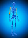 The skeletal humerus Royalty Free Stock Photo