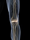 Skeletal knee