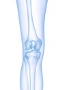 the skeletal knee