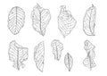 Skeletal leaves dry leaf lined design Royalty Free Stock Photo