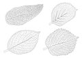 Skeletal  Leaves lined design and Black line Royalty Free Stock Photo