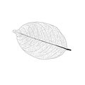 Skeletal Leaves lined design on white background illustration vector