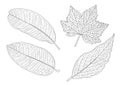 Skeletal  Leaves lined design on white background Royalty Free Stock Photo