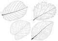 Skeletal Leaves lined design on white background