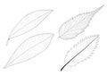 Skeletal Leaves lined design on white background Royalty Free Stock Photo