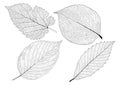 Skeletal Leaves lined design on white background Royalty Free Stock Photo