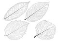 Skeletal Leaves lined on white background