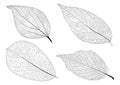 Skeletal Leaves lined on white background